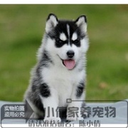 哈士奇纯种幼犬活体，三火蓝眼西伯利亚雪橇犬宠物狗狗，赛级家养x
