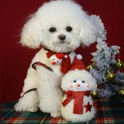 狗狗秋冬衣服加厚保暖泰迪博美圣诞红色加绒马甲喜庆宠物新年衣服