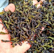 高山茶惠来土山茶潮汕土山茶叶黄旦茶新鲜茶高山茶潮汕乌龙茶1斤