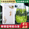 白茶安吉特级2024年新茶礼盒装珍稀口粮，绿茶250g雨前散装正宗茶叶