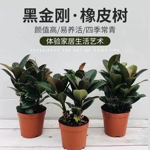 橡皮树黑金刚盆栽四季常青好养盆景花卉绿植家庭办公室美化空气