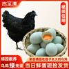 正宗农家乌鸡蛋绿皮散养鲜鸡蛋50枚纯种，乌鸡蛋新鲜绿(新鲜绿)壳土鸡蛋