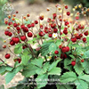 高山草莓种子改良吕根香甜浆果美国进口多年生传家宝室内盆栽水果