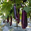 揭阳农研红茄一号紫红长茄种子3克4.2元 原厂彩包 紫茄蔬菜种子