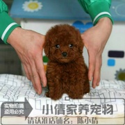 日韩系纯种泰迪熊幼犬，茶杯型贵宾犬苹果脸双血统，幼犬活体宠物狗x