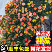 藤彩虹藤本月季花苗盆栽爬藤植物，四季开花卉庭院玫瑰蔷薇爬墙绿植