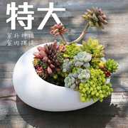 简约白色多肉陶瓷盆，创意椭圆形多肉拼盘，花盆北欧现代花盆