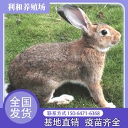 比利时兔繁殖母兔宠物兔家养肉兔，比利时活兔子兔子公母.一对兔子