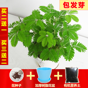 害羞草种子含羞草盆栽，植物套餐阳台绿植，花卉种子薄荷种籽四季易种