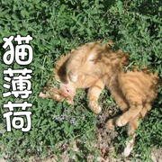 猫薄荷种子春夏秋四季播芳香种子阳台盆栽庭院易种猫薄荷草种子