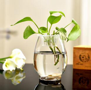 绿萝水培玻璃花瓶，简约透明大号水养植物器皿，摆件客厅插花富贵竹