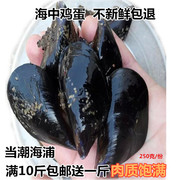 海鲜鲜活淡菜新鲜大海虹海捕，贻贝大青口，贝贝类烧烤连云港水产