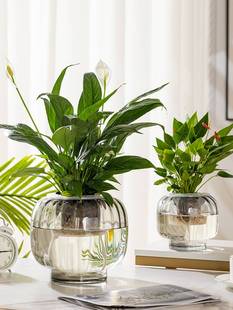 水培器皿创意玻璃花盆，水养植物白掌红掌绿萝大号，花瓶透明插花摆件