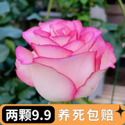 艾莎月季花苗玫瑰花苗，切花月季浓香带花苞四季开花阳台盆栽花卉