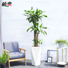 巴西木幸运木盆栽龙血树植物花卉，室内大型绿植净化空气苏州上海