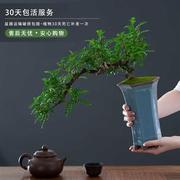 清香胡椒木老桩悬崖临水造型盆景室内驱蚊植物茶室净化空气绿植