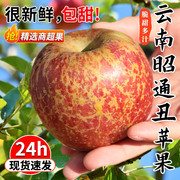 云南昭通丑苹果冰糖心，苹果新鲜水果，当季整箱10斤大凉山苹果