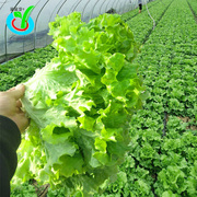 多种生菜叶菜种子蔬菜籽农田，菜园可盆栽，香菜油麦菜菠菜蔬菜种子