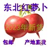 2023年东北雌性红萝卜大红萝卜红皮白心卞萝卜新鲜蔬菜 5斤