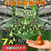 手捻小葫芦籽种文玩葫芦爬藤盆栽植物阳台庭院四季观赏小葫芦种子