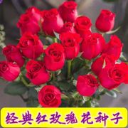 浓香红玫瑰花种子四季开花盆栽花卉植物易爆盆室内外鲜花种子大全