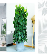 重庆绿植花卉家用绿萝室内大型盆栽办公室观叶，净化空气除甲醛植物