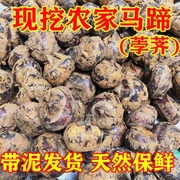 广西荔浦马蹄 种植新鲜现挖荸荠9斤一级中果脆甜无渣水果蔬菜