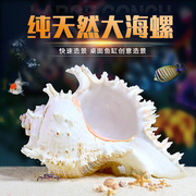 天然海螺贝壳鱼缸水族箱造景装饰大小号贝壳海底世界摆件躲避屋