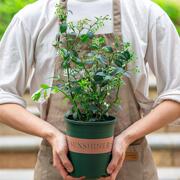 蓝莓果树苗盆栽当年结果庭院，阳台好养植物带果南北方可种水果树苗