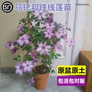 铁线莲大苗爬藤植物重瓣乌托邦庭院阳台花卉盆栽耐寒植物四季开花