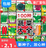 1四季蔬菜种子阳台室内盆栽香菜，、菠菜、白菜、四季高产易种
