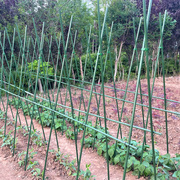 豆角架黄瓜架四季豆爬藤支撑架菜园菜架子种菜种植蔬菜架杆搭支架