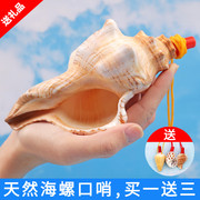 天然大海螺贝壳口哨号角可吹儿童玩具生日礼物，超大贝壳哨子小螺号