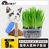 猫草套装种子猫咪去毛球猫薄荷猫草种植套装天然大麦种子
