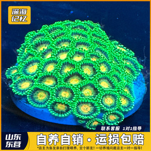 直供价炫彩纽扣软体珊瑚大种食人魔拼盘海缸活体新手造景生物