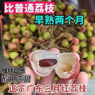 广东荔枝鲜果头茬果三月红5斤荔枝孕妇水果新鲜酸甜现摘现摘