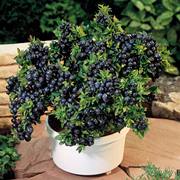 蓝莓苗盆栽果树苗四季室内可食用南北方种植蓝莓，树苗地栽当年结果