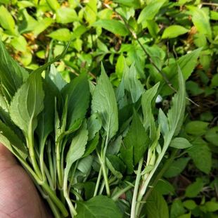 败酱草种子野生草药苦斋菜，苦益菜败酱草月子菜药食同源绿色蔬菜籽