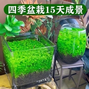 水培植物鱼缸一体小型生态水草淡水鱼草真草活体增氧懒人装饰造景