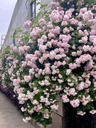 无刺粉团蔷薇花多头群开粉色，蔷薇花盆栽爬墙十姐妹，花墙耐寒植物苗