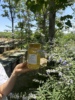纯正野山花荆条野枣自产土蜂蜜自然成熟蜂场原蜜