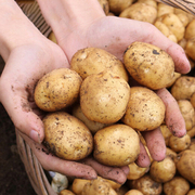 2023年新鲜土豆10斤云南老品种高山迷你小红皮黄心洋芋马铃薯