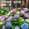 高档花卉绣球花苗盆栽无尽夏阳台庭院别墅花园植物多年生四季耐寒