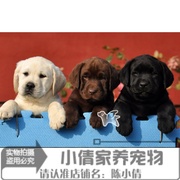 出售纯种拉布拉多犬幼犬活体拉布拉多寻回犬拉布拉多狗宠物狗x