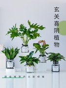 水培植物绿萝文竹盆栽春羽薄荷办公室内绿植花卉吸甲醛红掌富贵竹。