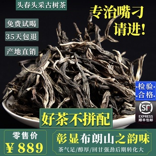 云南普洱茶生茶散茶，散装2024年头春300古树，1斤勐海布朗山普洱生茶