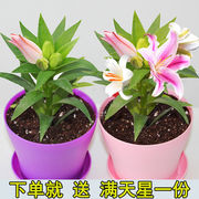 带芽四季种植香水，百合种球盆栽百合花，种子郁金香花苗花卉