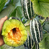 薄皮甜瓜种子种籽博洋9甜瓜 香瓜四季阳台盆栽水果种子种孑甜瓜苗
