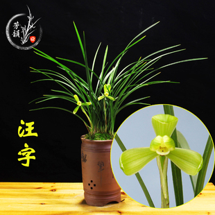 兰花苗春兰老八种 汪字 花卉绿植盆栽阳台室内好养的植物