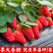 草莓种子四季种植奶油草莓，籽四季草莓籽草莓，种籽子水果花卉种孑